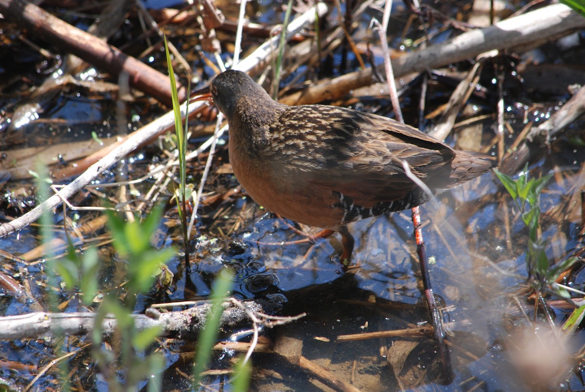 Virginia Rail - Noel Zaugg