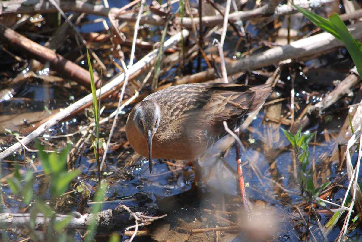 Virginia Rail - Noel Zaugg