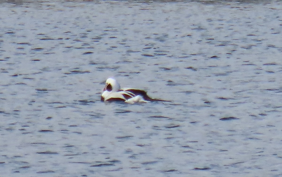 Long-tailed Duck - ML614524684