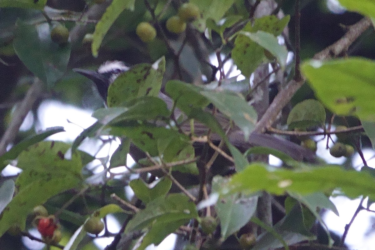 Banasura Laughingthrush - ML614524711