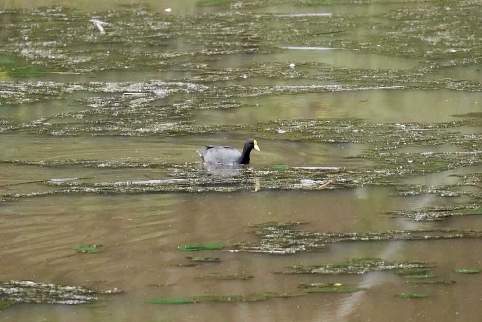 White-winged Coot - ML614524743