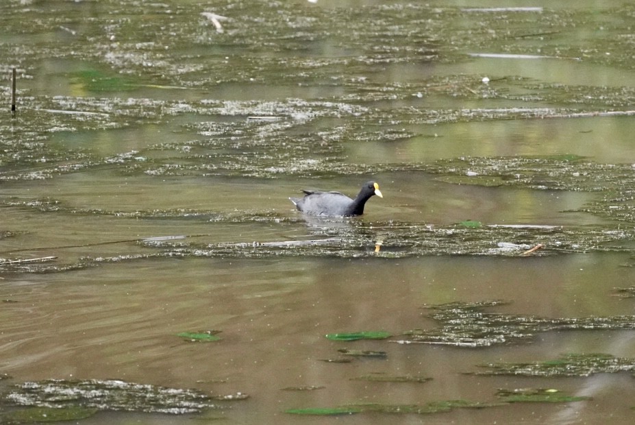 White-winged Coot - ML614524744