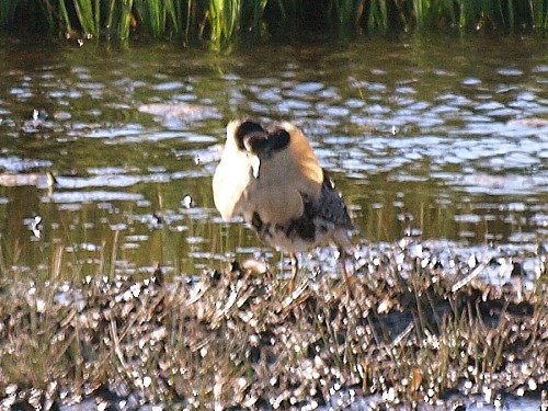 Kampfläufer - ML614524748