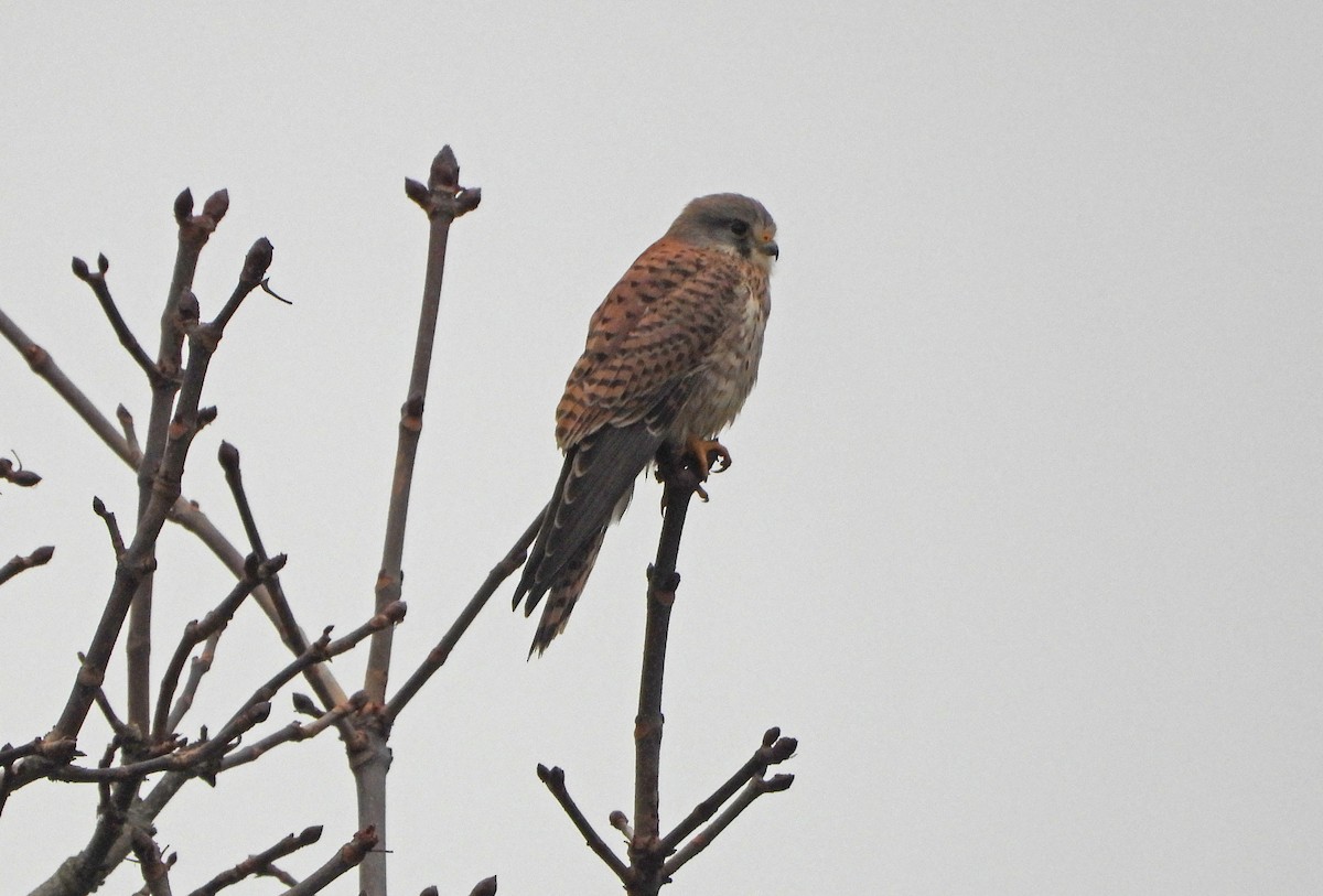 Начин шонхор - ML614524758