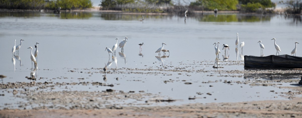 Snowy Egret - ML614524870