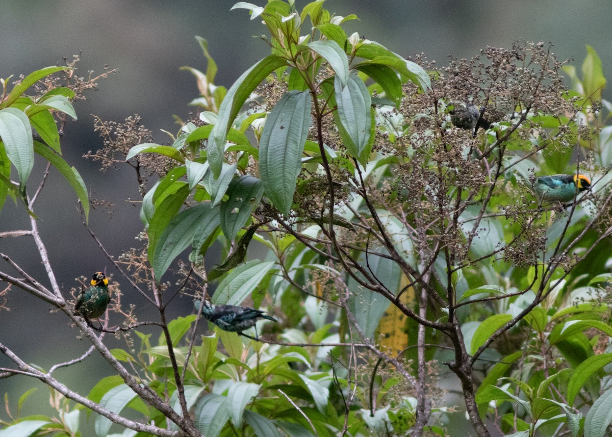 Saffron-crowned Tanager - Silvia Faustino Linhares