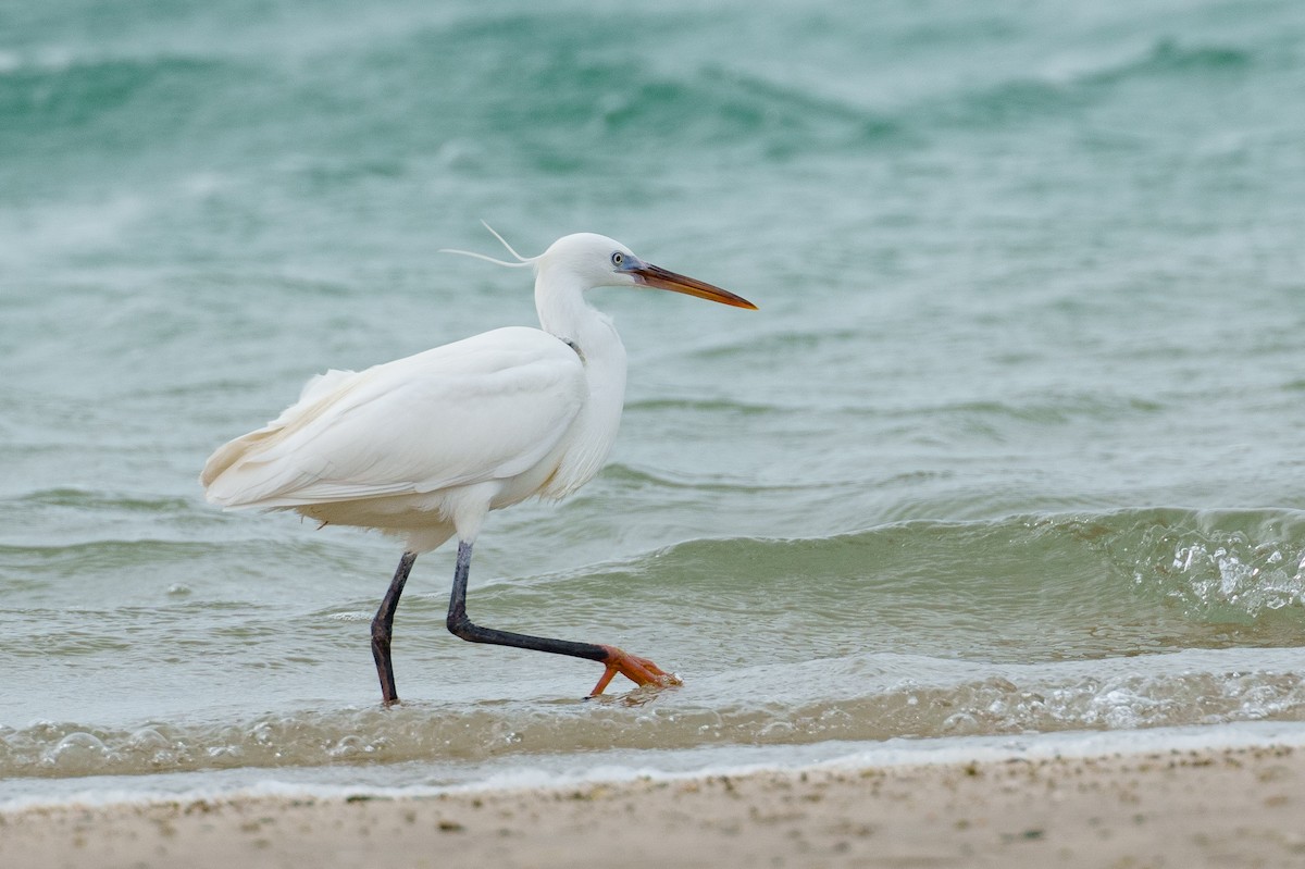 Western Reef-Heron (Eastern) - ML614525056