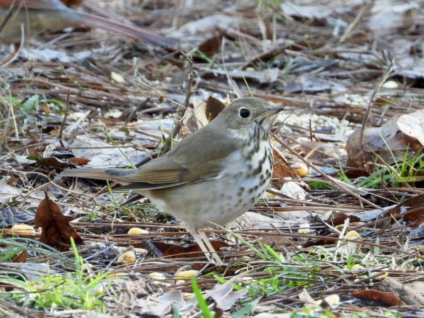 Hermit Thrush - ML614525088