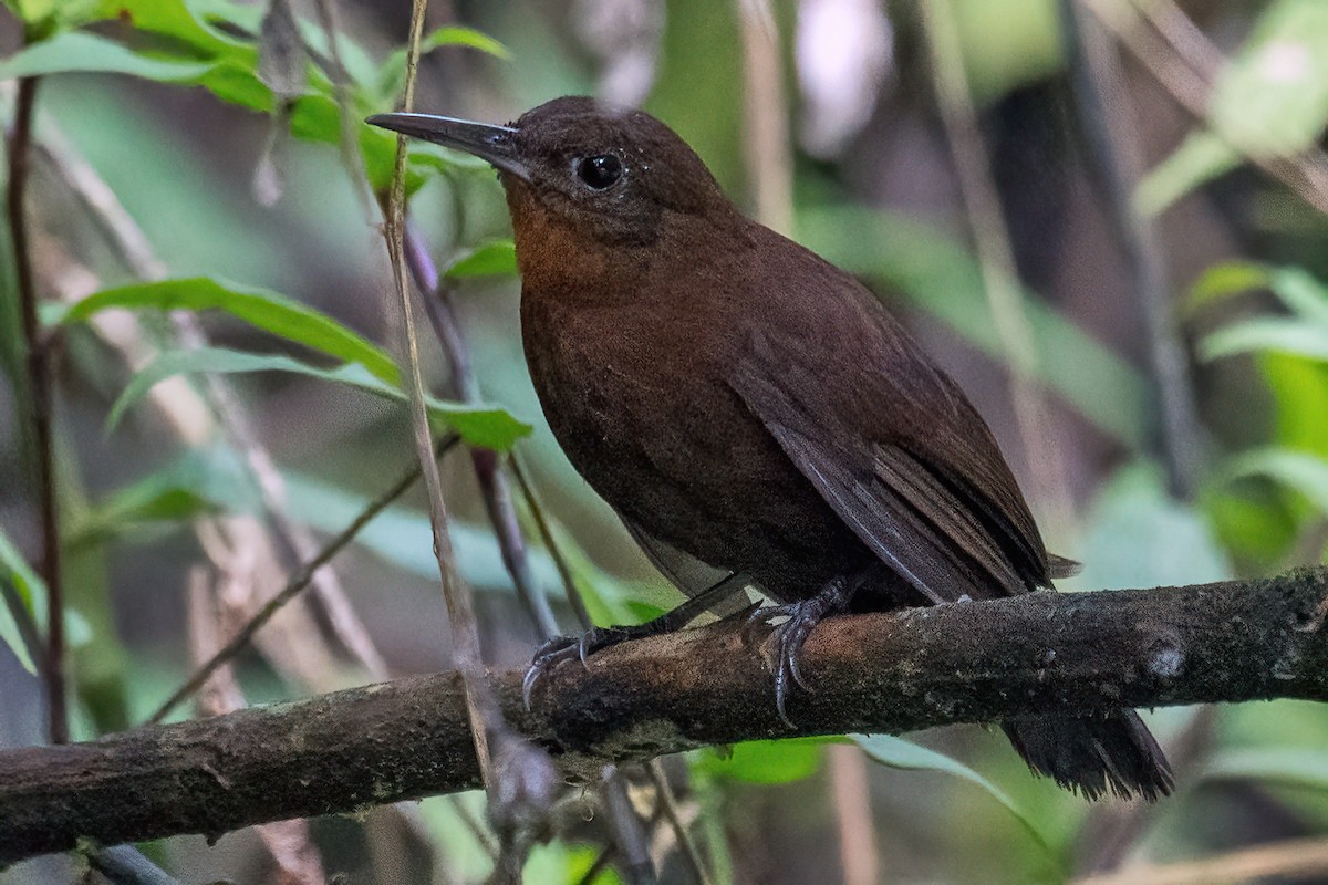 South American Leaftosser (Andean) - ML614525094