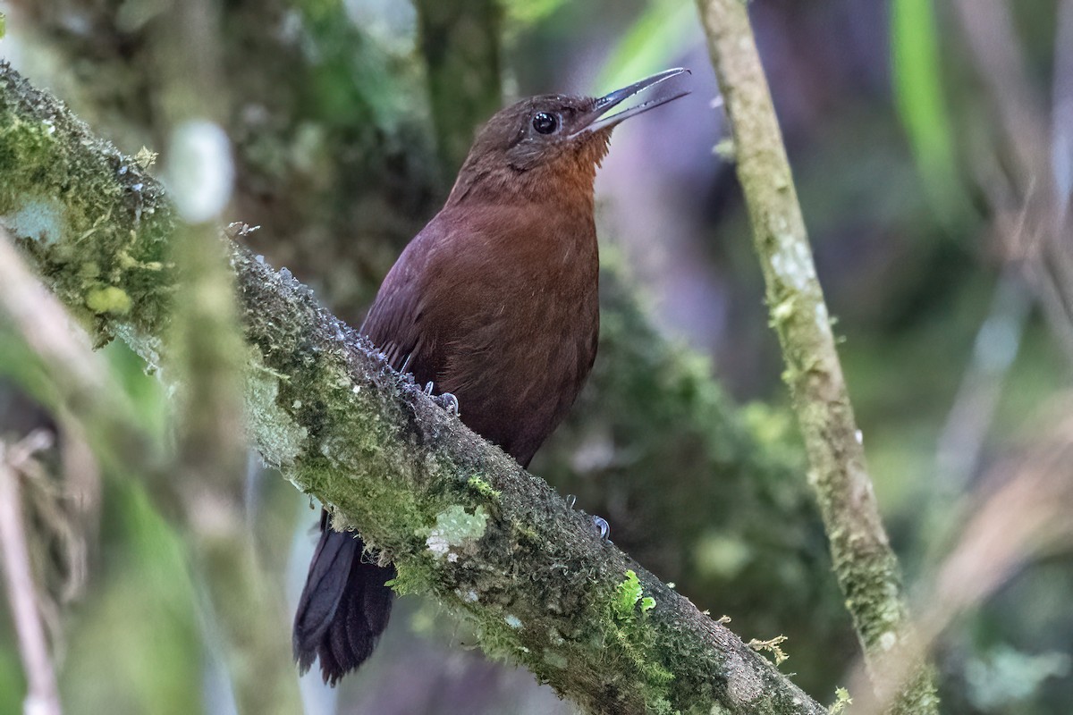 South American Leaftosser (Andean) - ML614525095