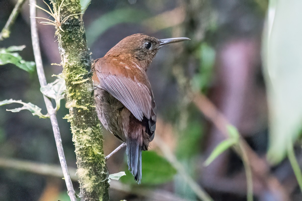 South American Leaftosser (Andean) - Bradley Kane