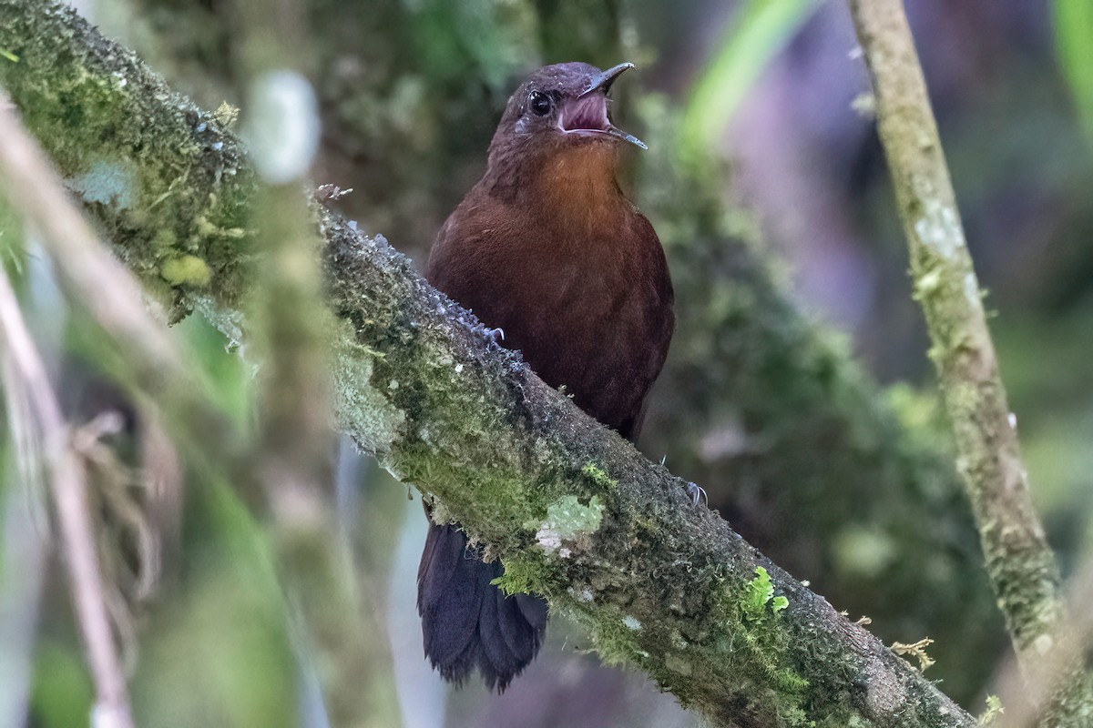 South American Leaftosser (Andean) - ML614525097