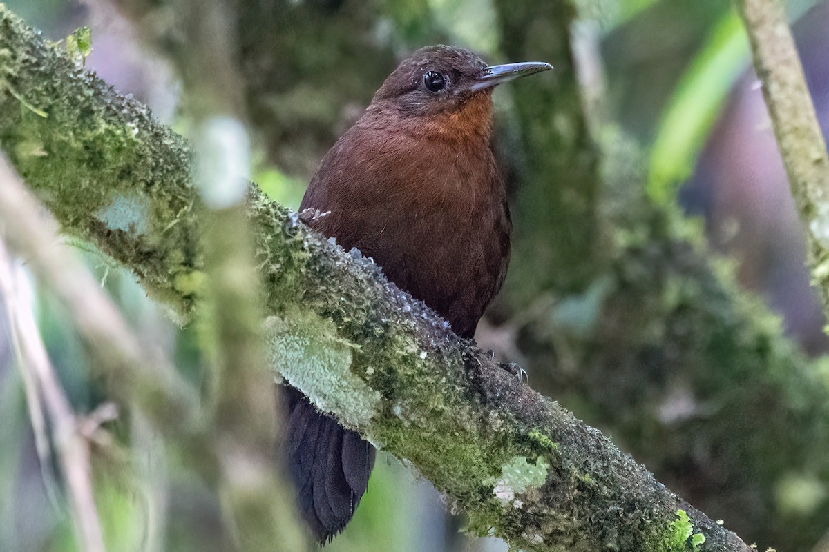 South American Leaftosser (Andean) - ML614525100