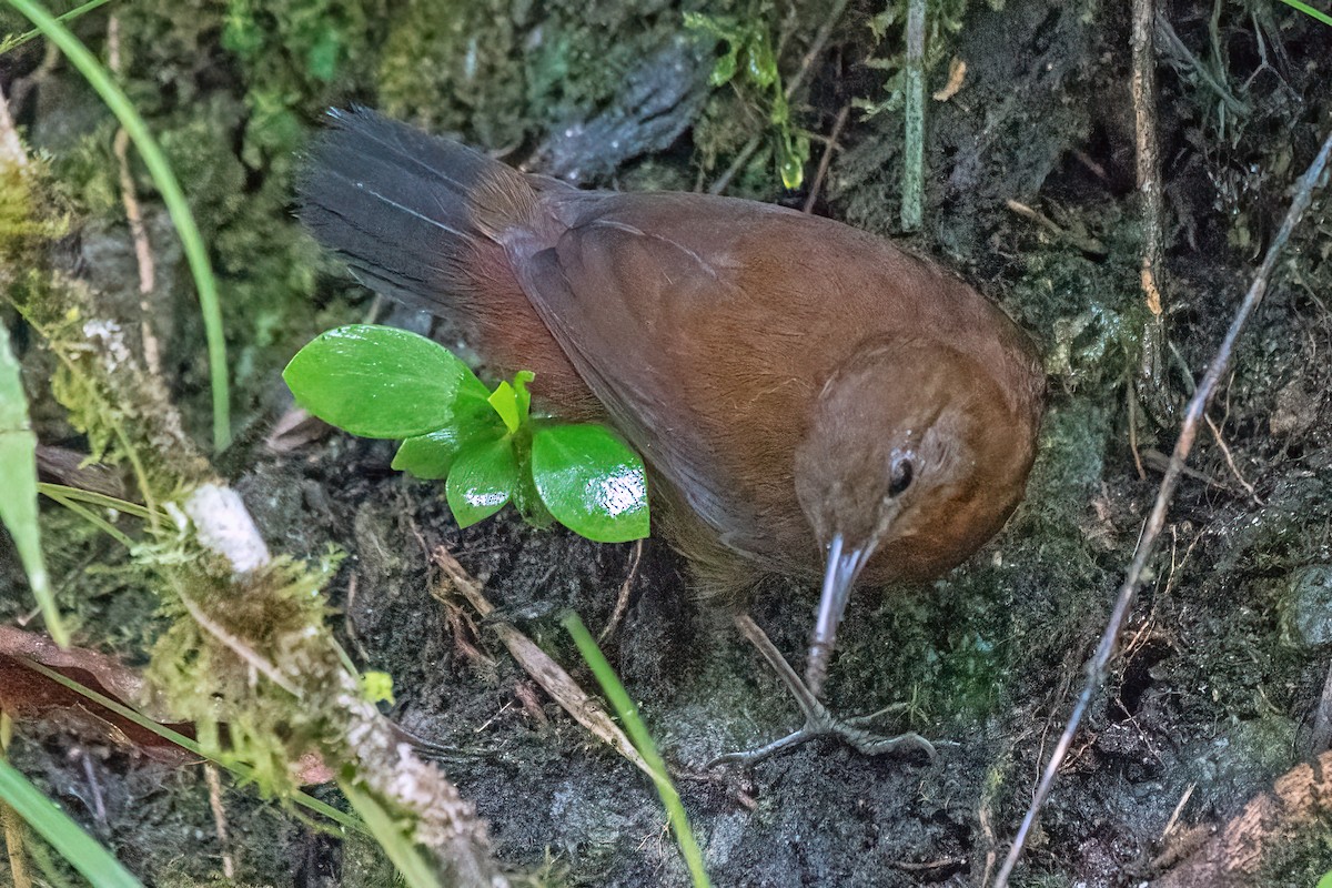 South American Leaftosser (Andean) - ML614525103