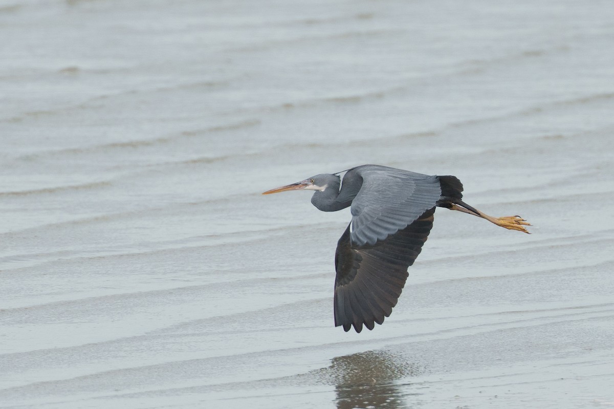 Western Reef-Heron (Eastern) - ML614525105