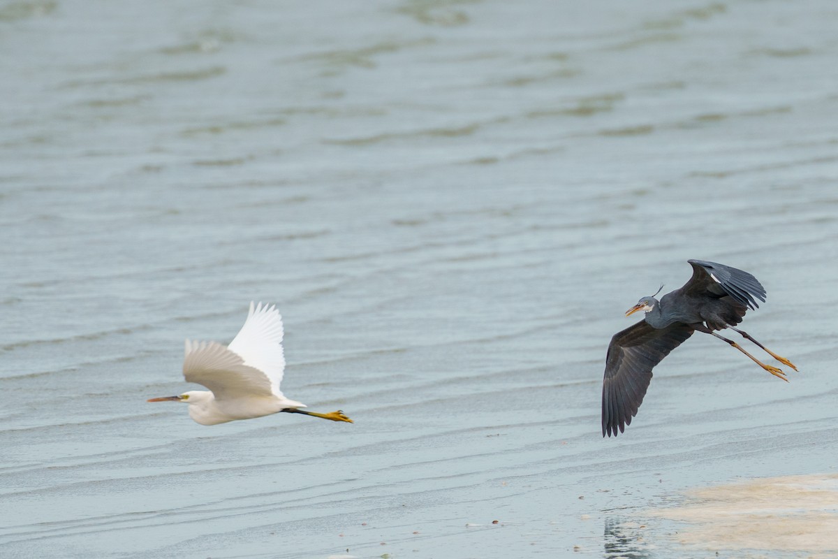 Western Reef-Heron (Eastern) - ML614525107