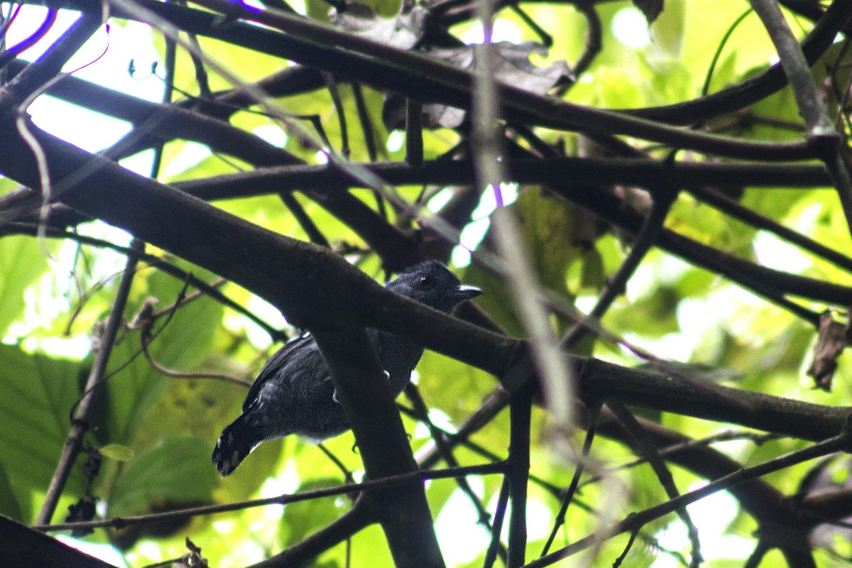 Northern Slaty-Antshrike - Hugo Muhlig Gaveglio