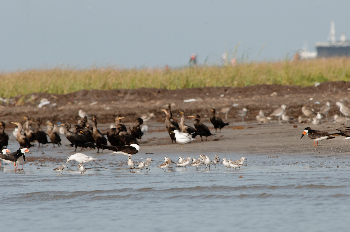 Rotkehl-Strandläufer - ML614525237