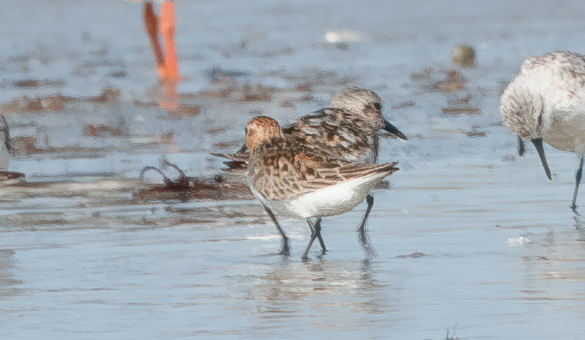 Rotkehl-Strandläufer - ML614525238