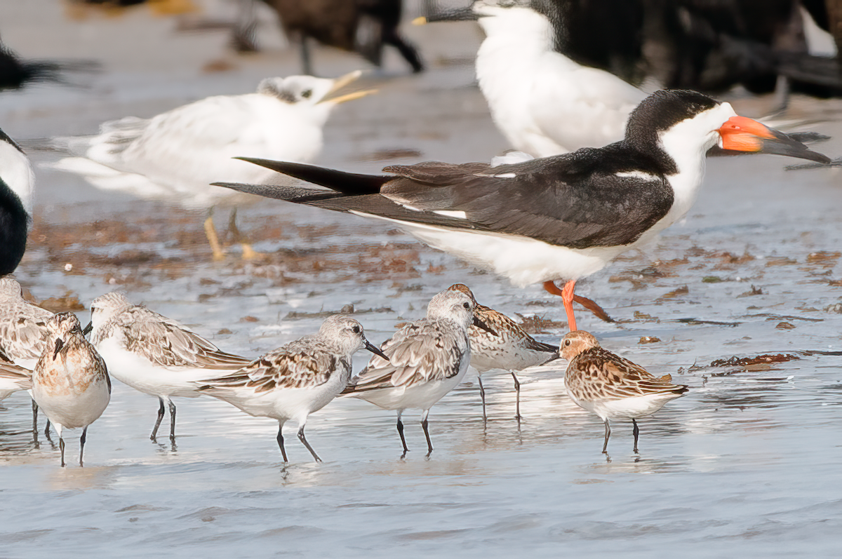 Rotkehl-Strandläufer - ML614525239