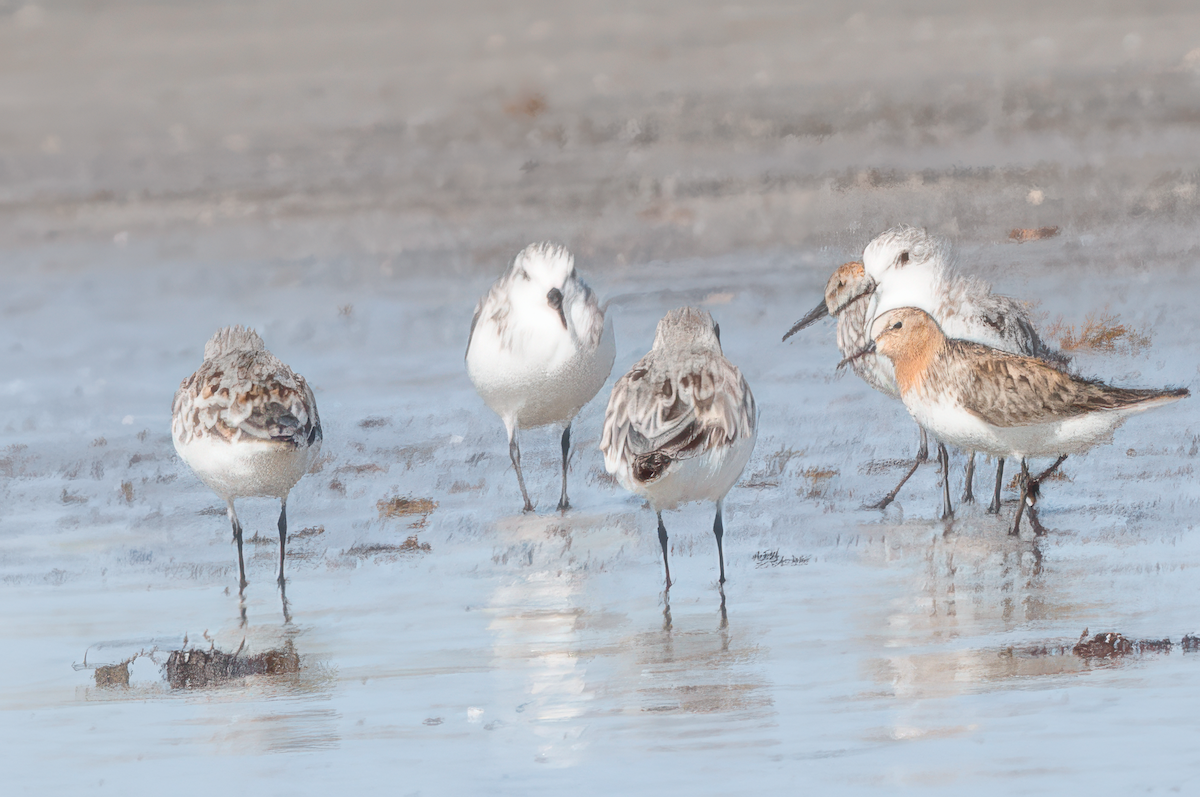 Rotkehl-Strandläufer - ML614525240