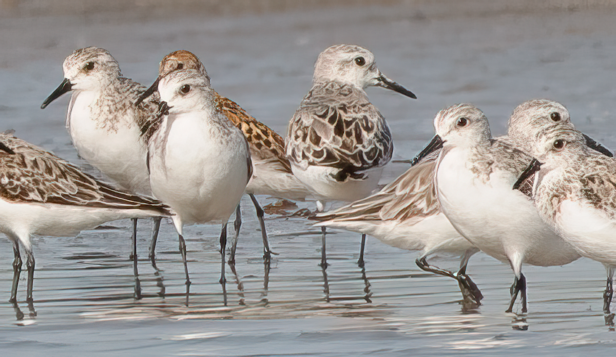 Rotkehl-Strandläufer - ML614525241