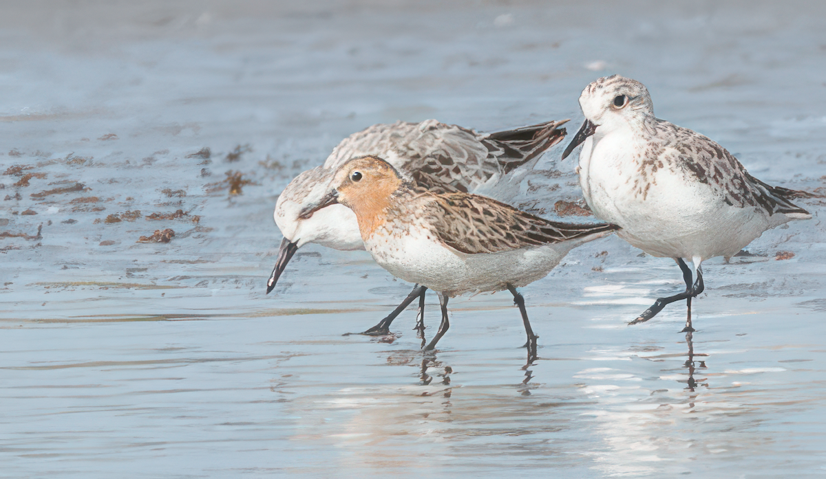 Rotkehl-Strandläufer - ML614525242