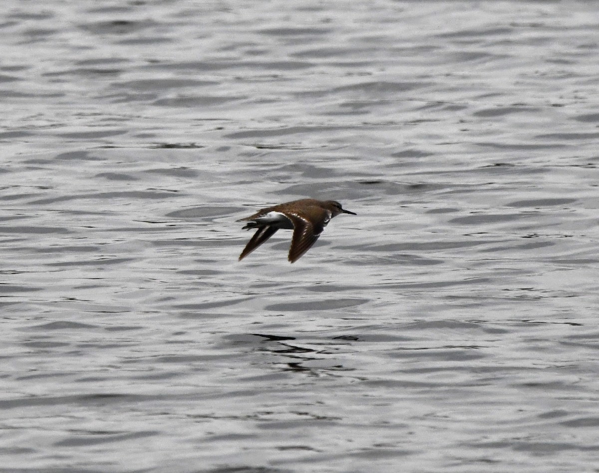 Common Sandpiper - ML614525270