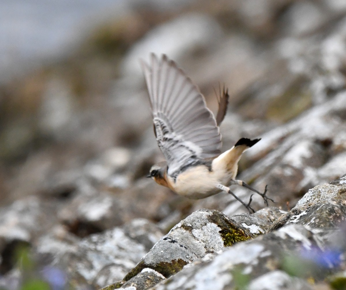 Northern Wheatear - ML614525287