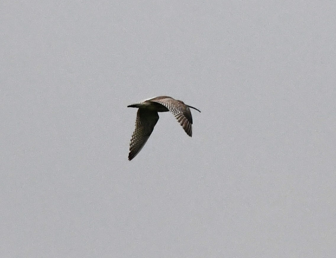 Eurasian Curlew - ML614525300