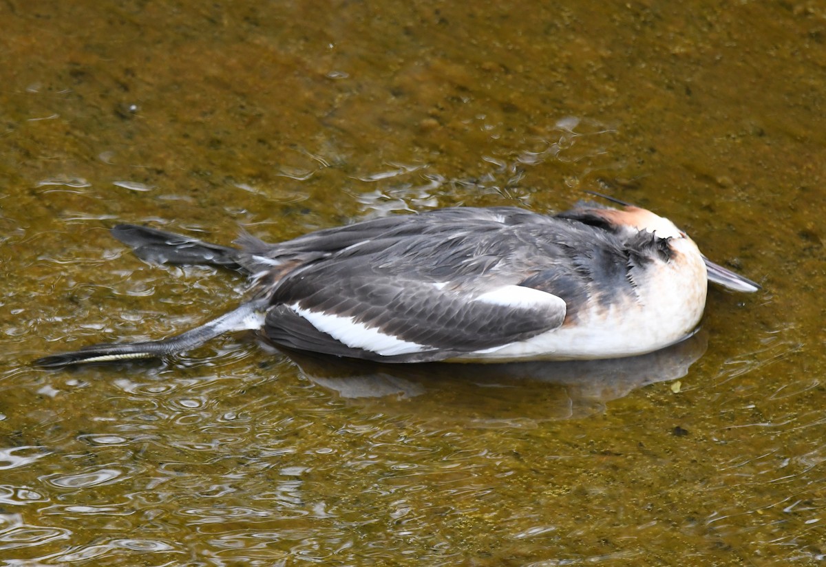 Great Crested Grebe - ML614525303