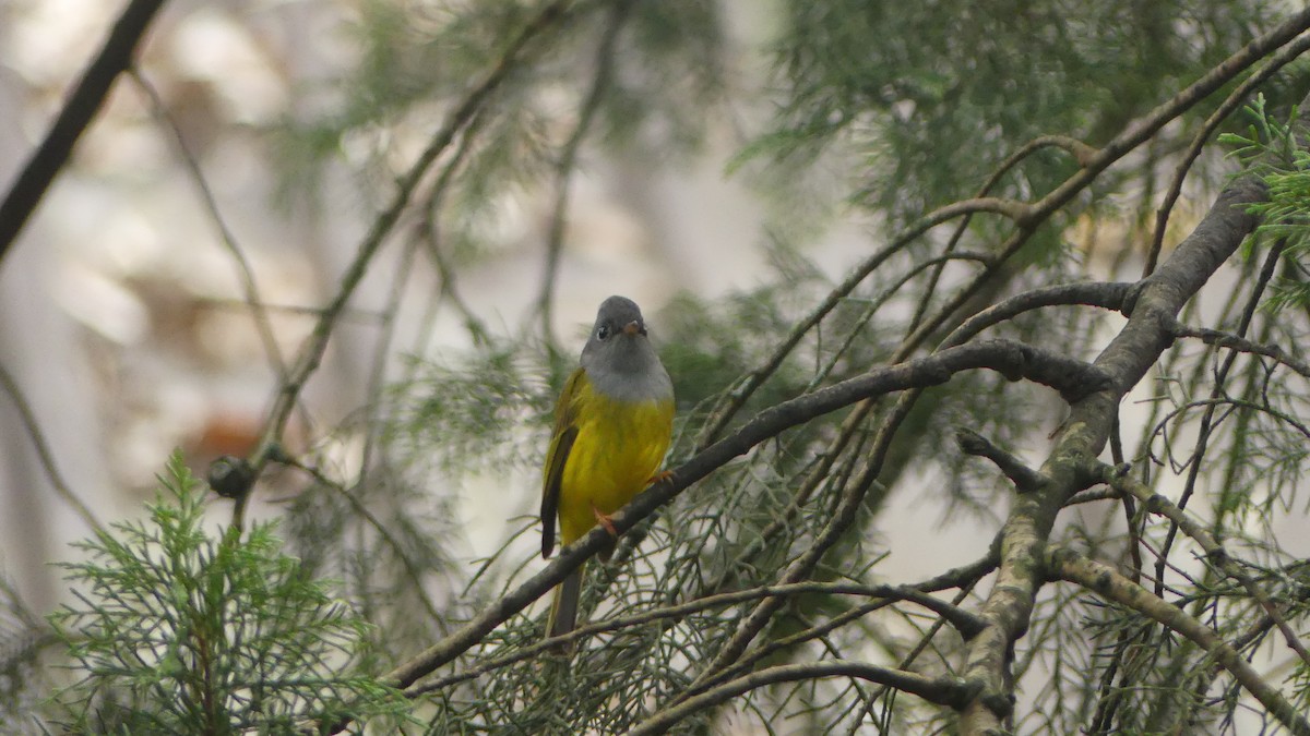 Gray-headed Canary-Flycatcher - ML614525305