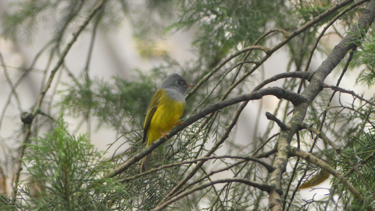 Gray-headed Canary-Flycatcher - ML614525306