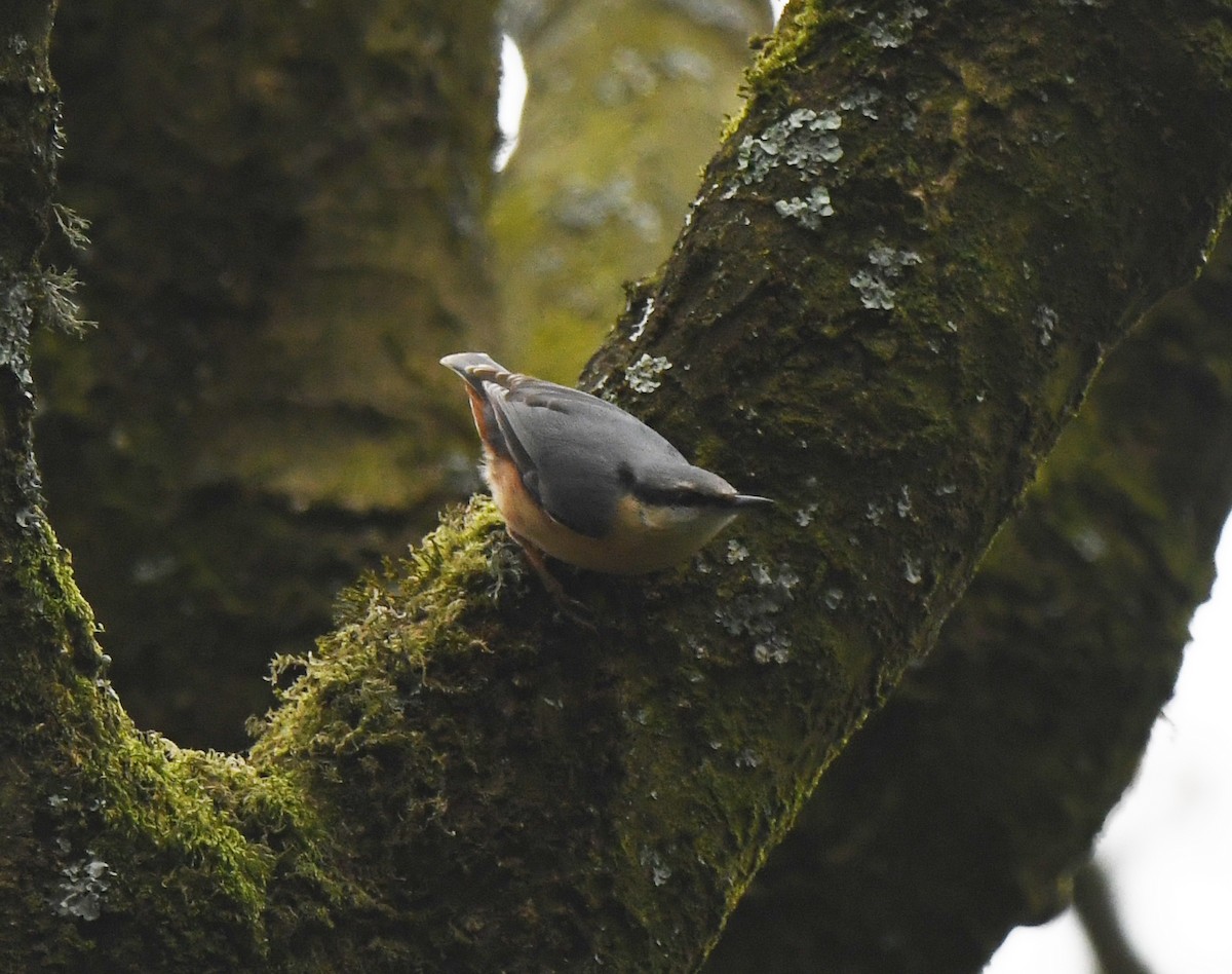 Eurasian Nuthatch (Western) - ML614525309