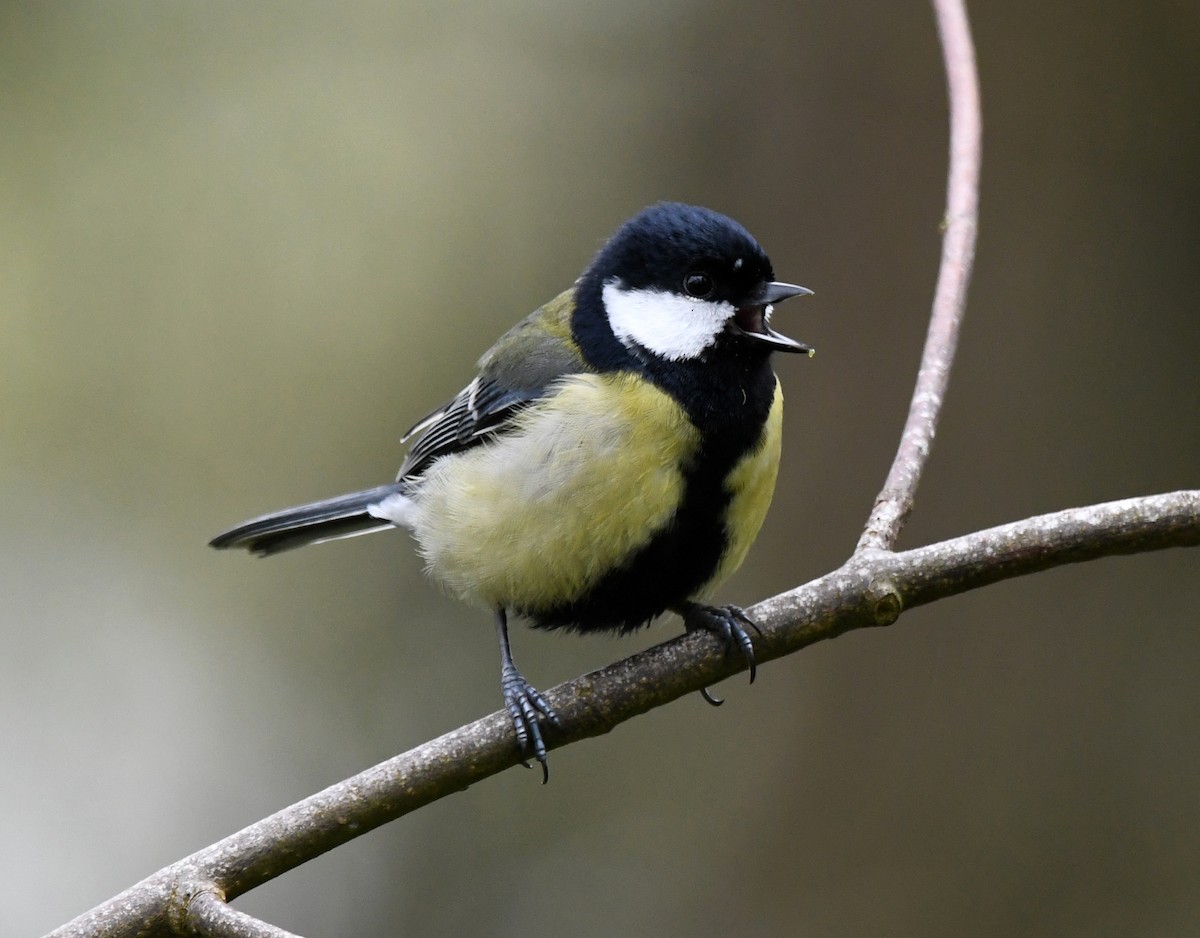 Great Tit (Great) - ML614525313