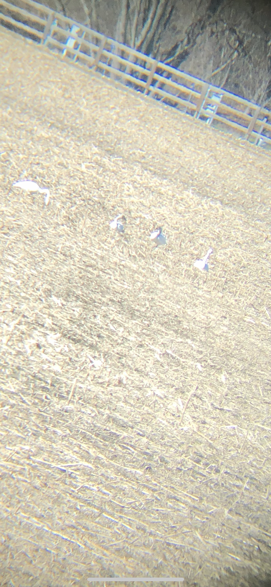 Tundra Swan - ML614525316