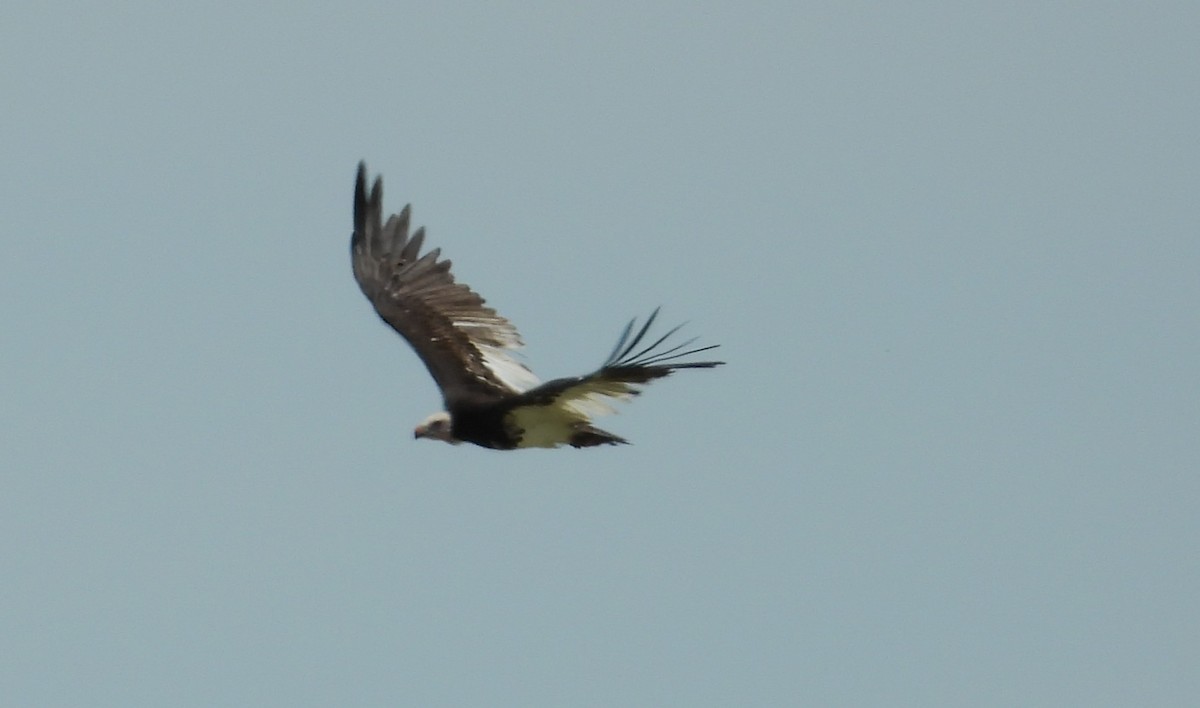 White-headed Vulture - ML614525332