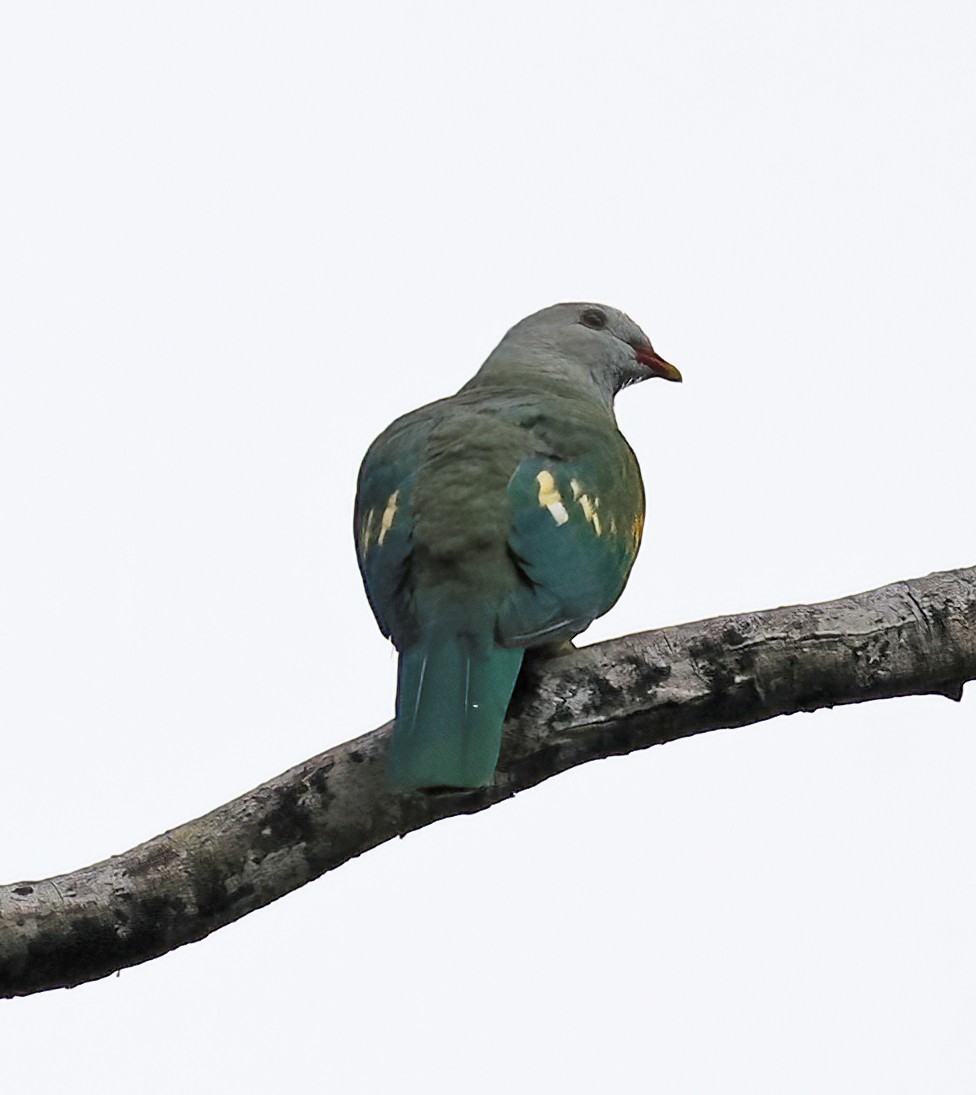 Wompoo Fruit-Dove - ML614525348