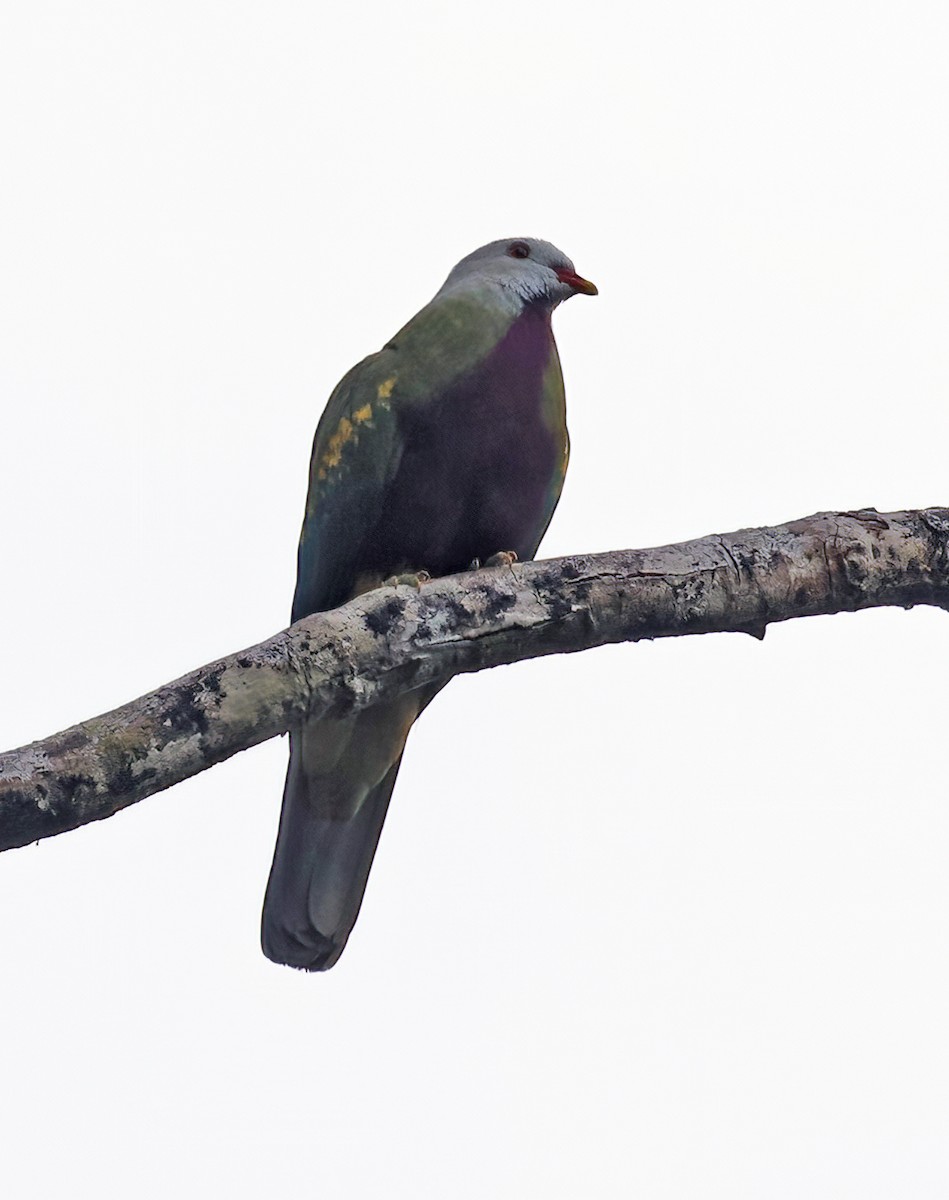 Wompoo Fruit-Dove - ML614525349