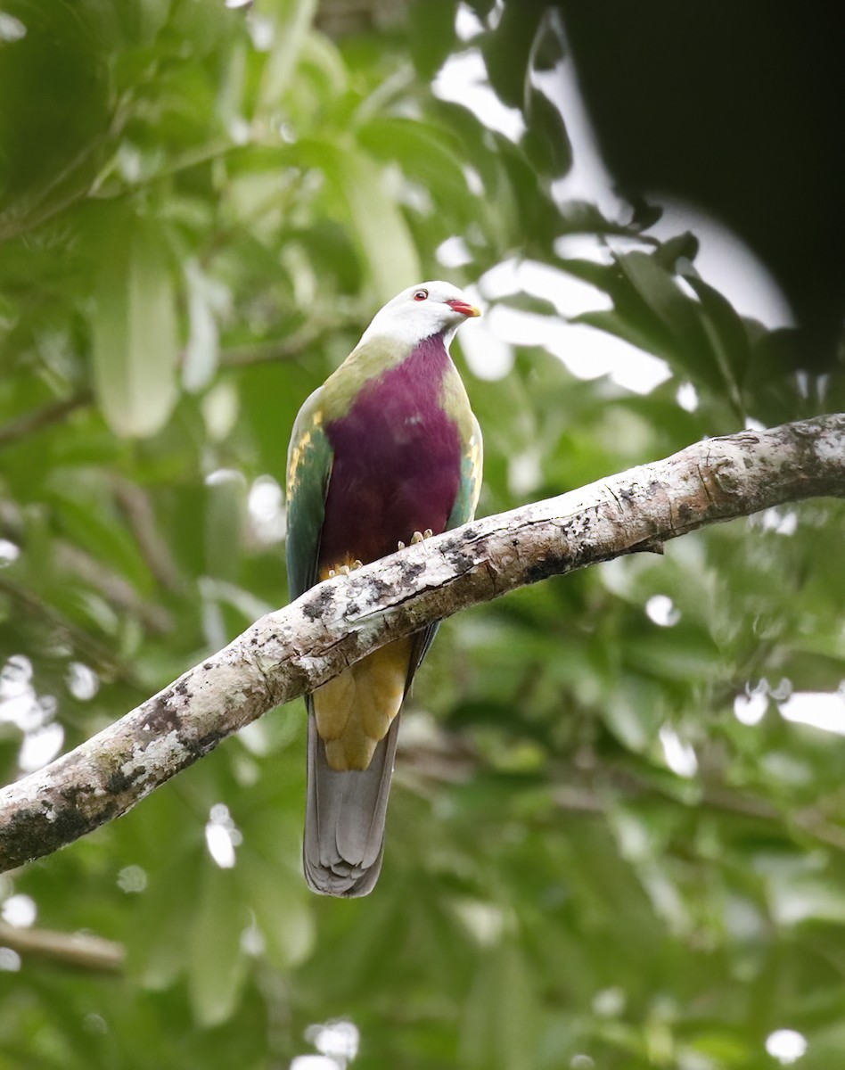 Wompoo Fruit-Dove - ML614525350