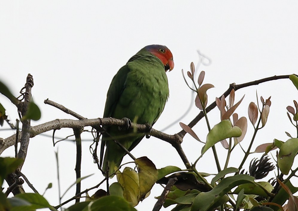 Red-cheeked Parrot - Laura Keene