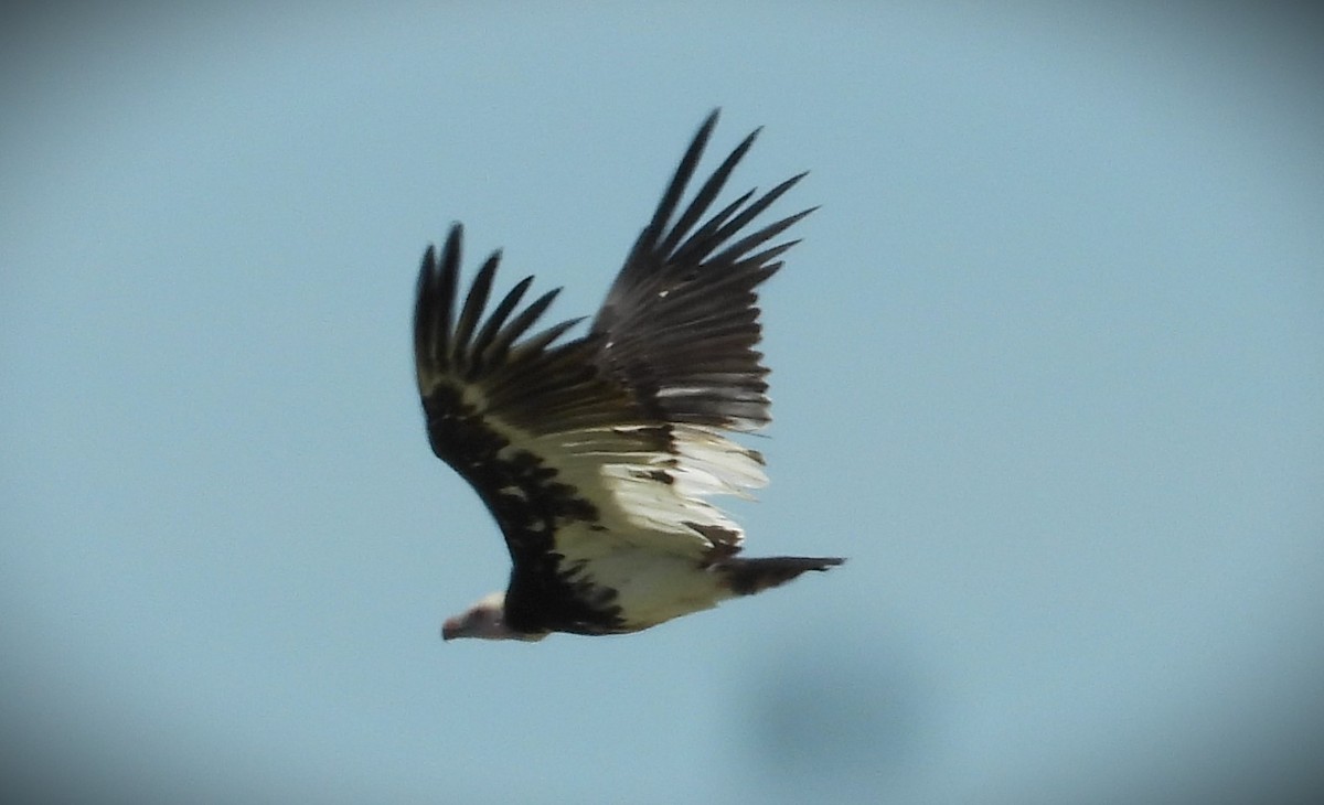 White-headed Vulture - ML614525383