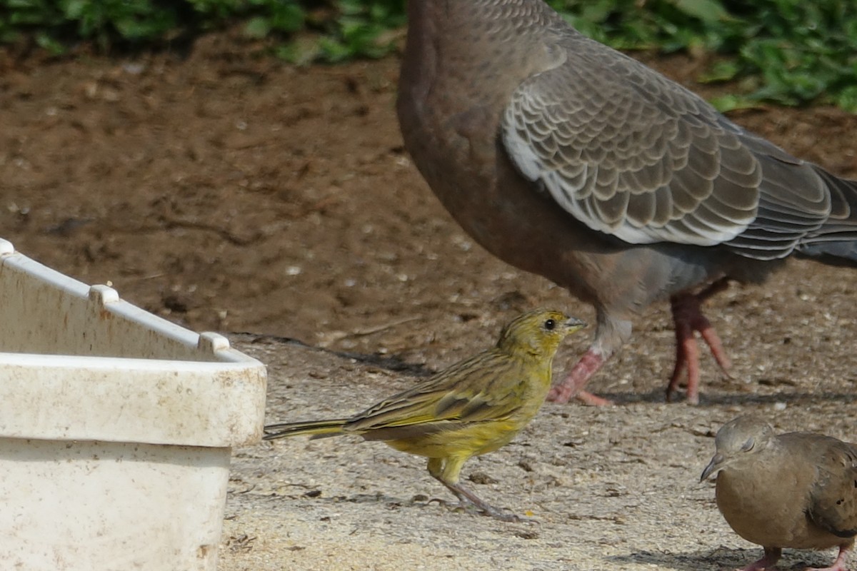 Saffron Finch - ML614525387