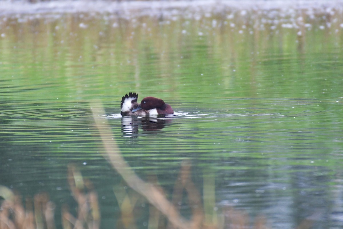 Ferruginous Duck - ML614525419