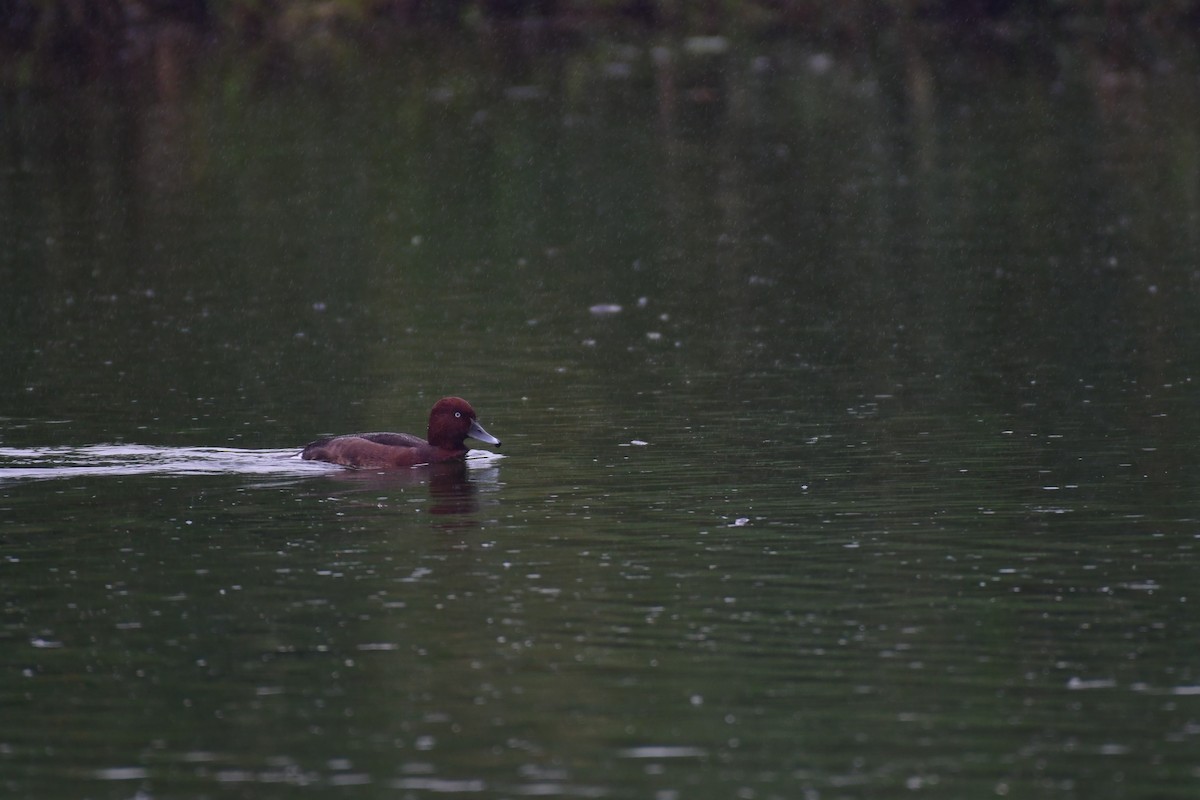 Ferruginous Duck - ML614525423