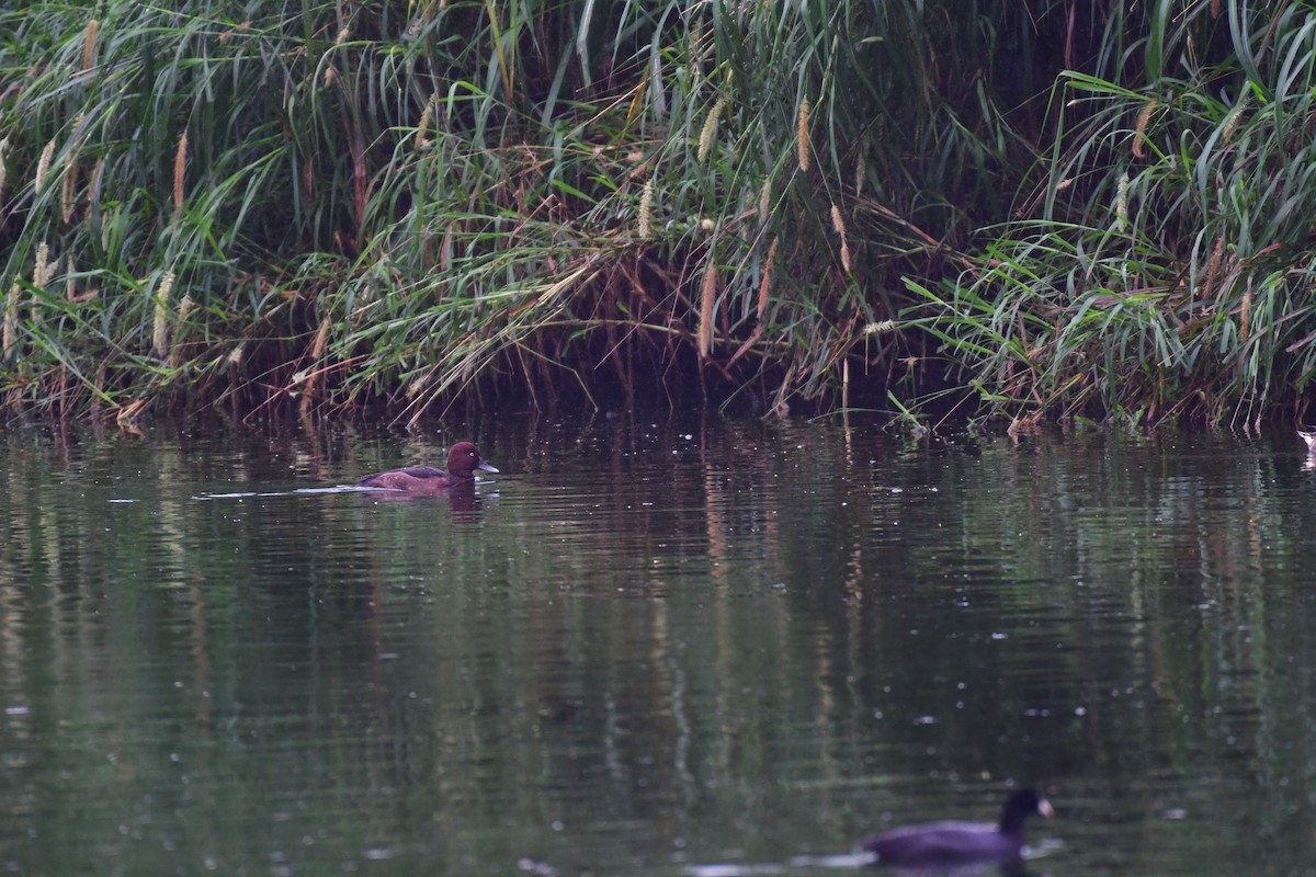 Ferruginous Duck - 闊 林