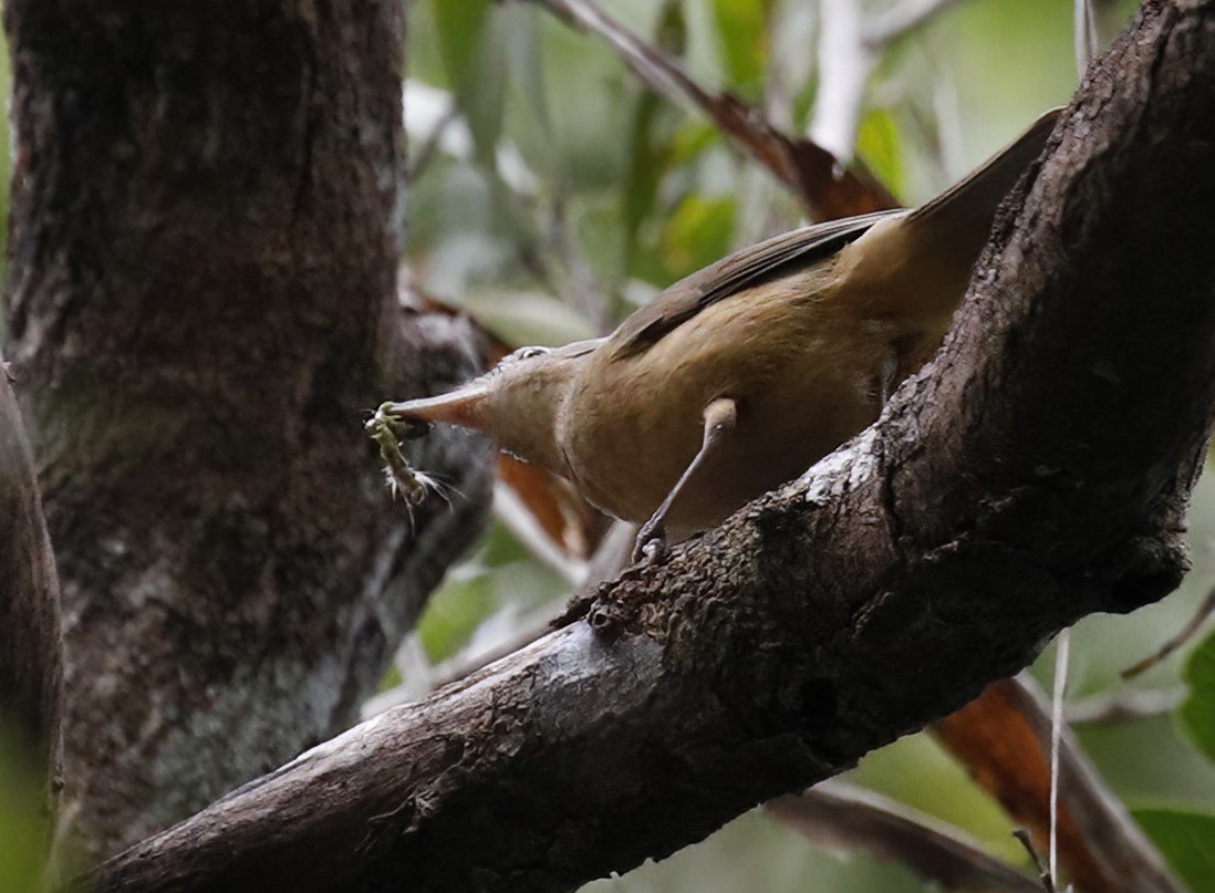 Rufous Shrikethrush - ML614525435