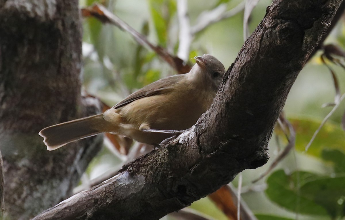 Rufous Shrikethrush - ML614525437