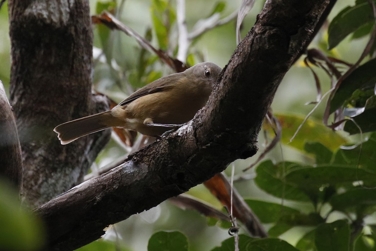 Rufous Shrikethrush - ML614525439