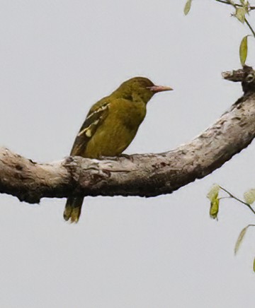 Green Oriole - ML614525448